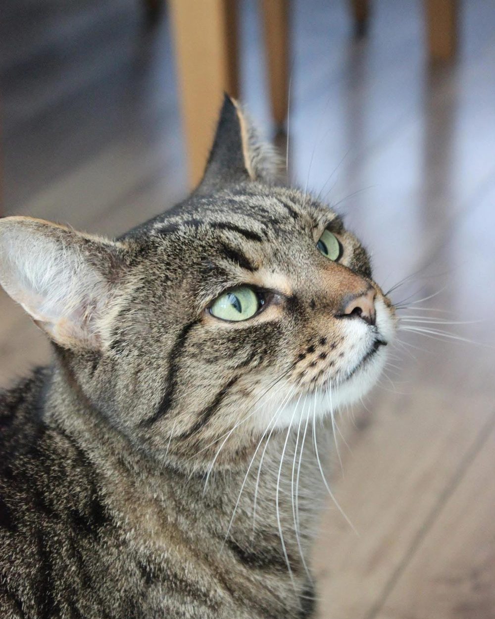 Marcus, my rescue cat: a green-eyed tabby looking up from a wooden floor.